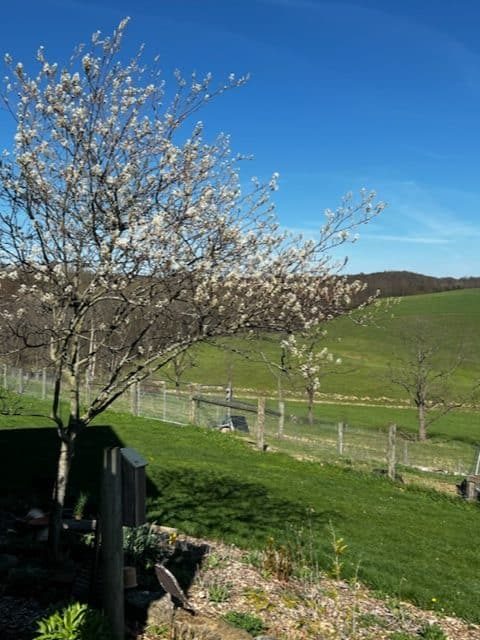 Juneberry Tree